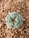 Lophophora fricii takenaka super white size 2.5-4.5 cm JAPAN import 8 years old - can give flower and seed including PHYTOSANITARY CERTIFICATES AND CITES DOCUMENT