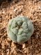 Lophophora fricii takenaka super white size 2.5-4.5 cm JAPAN import 8 years old - can give flower and seed including PHYTOSANITARY CERTIFICATES AND CITES DOCUMENT