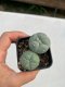 Lophophora williamsii 3-4 cm 4-5 years old - ownroot grow from seed