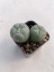 Lophophora williamsii 3-4 cm 4-5 years old - ownroot grow from seed