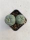 Lophophora williamsii 3-4 cm 4-5 years old - ownroot grow from seed