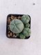 Lophophora williamsii 3-4 cm 4-5 years old - ownroot grow from seed