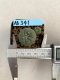 Lophophora williamsii 3-4 cm 4-5 years old - ownroot grow from seed