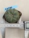 Lophophora williamsii 3-4 cm 4-5 years old - ownroot grow from seed