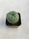 Lophophora Diffusa 3-4 cm 4-5 years old - ownroot grow from seed