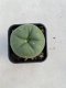 Lophophora Diffusa 3-4 cm 4-5 years old - ownroot grow from seed