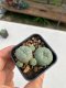 Lophophora williamsii 3-4 cm 4-5 years old - ownroot grow from seed