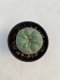 Lophophora Diffusa 3-4 cm 4-5 years old - ownroot grow from seed