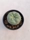 Lophophora Diffusa 3-4 cm 4-5 years old - ownroot grow from seed