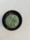 Lophophora Diffusa 3-4 cm 4-5 years old - ownroot grow from seed