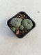 Lophophora williamsii 3-4 cm 4-5 years old - ownroot grow from seed