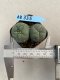 Lophophora williamsii 3-4 cm 4-5 years old - ownroot grow from seed