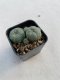 Lophophora williamsii 3-4 cm 4-5 years old - ownroot grow from seed