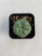 Lophophora williamsii 3-4 cm 4-5 years old - ownroot grow from seed