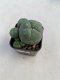 Lophophora williamsii 3-4 cm 4-5 years old - ownroot grow from seed