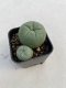 Lophophora Diffusa 3-4 cm 4-5 years old - ownroot grow from seed