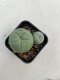 Lophophora Diffusa 3-4 cm 4-5 years old - ownroot grow from seed