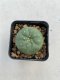 Lophophora williamsii 3-4 cm 4-5 years old - ownroot grow from seed