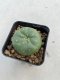 Lophophora williamsii 3-4 cm 4-5 years old - ownroot grow from seed
