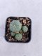 Lophophora williamsii 3-4 cm 4-5 years old - ownroot grow from seed