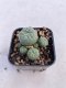 Lophophora williamsii 3-4 cm 4-5 years old - ownroot grow from seed