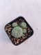 Lophophora williamsii 3-4 cm 4-5 years old - ownroot grow from seed