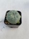 Lophophora williamsii 3-4 cm 4-5 years old - ownroot grow from seed