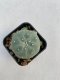 Lophophora williamsii 3-4 cm 4-5 years old - ownroot grow from seed