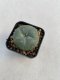 Lophophora williamsii 3-4 cm 4-5 years old - ownroot grow from seed