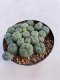 Lophophora williamsii 5 cm 3 years old - ownroot grow from seed