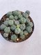 Lophophora williamsii 5 cm 3 years old - ownroot grow from seed