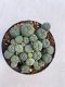 Lophophora williamsii 5 cm 3 years old - ownroot grow from seed