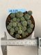 Lophophora williamsii 5 cm 3 years old - ownroot grow from seed