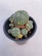 Lophophora williamsii 5 cm 7 years old - ownroot grow from seed