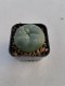 Lophophora williamsii 3-4 cm 4-5 years old - ownroot grow from seed