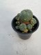 Lophophora williamsii 5 cm 7 years old - ownroot grow from seed