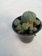 Lophophora williamsii 5 cm 7 years old - ownroot grow from seed