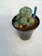 Lophophora williamsii 5 cm 7 years old - ownroot grow from seed