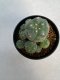 Lophophora williamsii 5 cm 7 years old - ownroot grow from seed