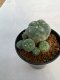 Lophophora williamsii 5 cm 7 years old - ownroot grow from seed