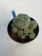 Lophophora williamsii 5 cm 7 years old - ownroot grow from seed