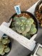 Lophophora williamsii 5 cm 7 years old - ownroot grow from seed