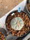 Lophophora williamsii Texana 3-5 cm 8 years old - ownroot grow from seed give flower