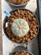 Lophophora williamsii Texana 3-5 cm 8 years old - ownroot grow from seed give flower