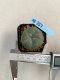 Lophophora williamsii 3-4 cm 4-5 years old - ownroot grow from seed