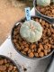 Lophophora williamsii Texana 3-5 cm 8 years old - ownroot grow from seed give flower