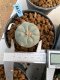 Lophophora williamsii Texana 3-5 cm 8 years old - ownroot grow from seed give flower