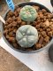 Lophophora williamsii Texana 3-5 cm 8 years old - ownroot grow from seed give flower(copy)