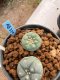Lophophora williamsii Texana 3-5 cm 8 years old - ownroot grow from seed give flower(copy)