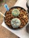 Lophophora williamsii Texana 3-5 cm 8 years old - ownroot grow from seed give flower(copy)